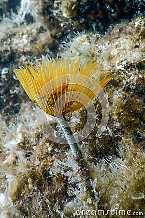 Tubeworm underwater Sabella spallanzaniiÂ Sea Life Stock Photo